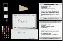 Foto (Objekt + Etikett) von Pithonoton sp.  (NHMW-GEO-2014-0194-0661)